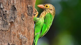 Lineated Barbet Feed Babies In Hollow Tree 2 – Bird Nest In Tree Cavity Asian Barbet Sound Ep15 [upl. by Ymiaj322]