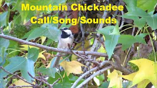 Mountain Chickadee Call  Song  Sound  Singing  Whistle  Backyard Nature Shared [upl. by Henni]