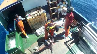 Pesca do meca em AlcobaçaBA Extremo sul da Bahia Tripulação do mestre Ramiro [upl. by Tynan]