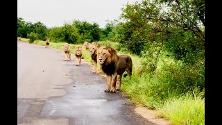 The Satara Seven Nwanetsi Coalition  The Kruger National Park South Africa [upl. by Perusse474]