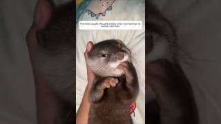 This kind couple rescued a baby otter that had lost its mother and then animalshorts [upl. by Olraced]