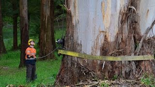 70 Metre Dead Mountain Ash Tree Removals [upl. by Eidderf]