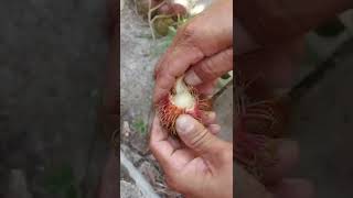 Nephelium lappaceum  RAMBUTAN [upl. by Puiia]