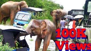 Heartbreaking momentElephant Attack 😱😰 [upl. by Akeylah]