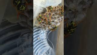 Polistes dominula Jul 1 Are they really aggressive [upl. by Nref]