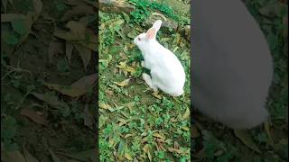 Rabbit funny video 😂shortsvideo  RKSS family videos [upl. by Noraj]