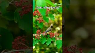 Cedar Waxwing Call youtubeshorts shorts birdcall [upl. by Aietal]