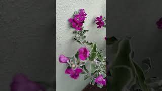 my Texas sage plant [upl. by Inoy728]