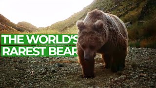 Gobi Bear  Searching the Rarest Bear on Earth  Free Documentary Nature [upl. by Lillian]