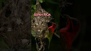 sepah raja  aethopyga siparaja nest [upl. by Burkhard]