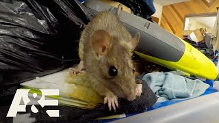 Hoarders Rodents Infestations  Rats Run Rampant COMPILATION  AampE [upl. by Eanom230]