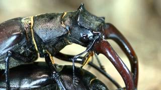 Lucanus cervus mating [upl. by Elga922]