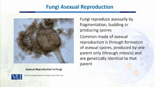 Fungi Asexual Reproduction Biodiversity amp EvolutionII  BT201Topic085 [upl. by Godard]