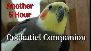 Cockatiel Companion 5 HOURS OF COCKATIELS [upl. by Hajidahk118]