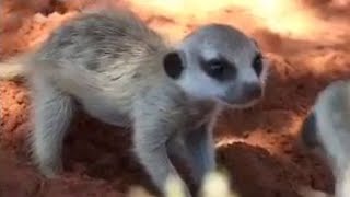 Cute Meerkat Pups Hide in African Desert  BBC Studios [upl. by Bee]