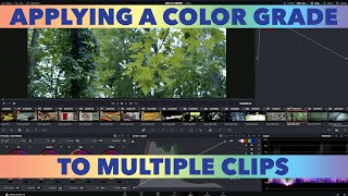 Tutorial Applying The Same Color Grade To Multiple Clips In Resolve [upl. by Clementia906]