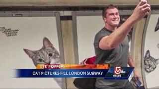 Eye poppers Pikachu Bennett kittens invade London subway [upl. by Sillig]