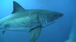 Mediterranean White Sharks amp Japanese White Sharks [upl. by Fia]