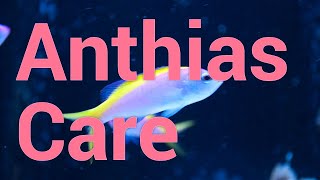 All About Anthias  Care amp Feeding in Reef Tanks [upl. by Fang505]