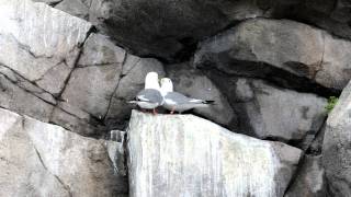 Redlegged kittiwake pair calling [upl. by Brawner]