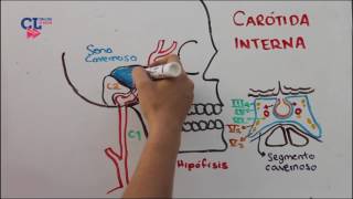 VASCULARIZACION ARTERIAL ENCEFALICA PARTE 1 carotida interna [upl. by Possing]