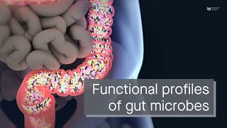 Four distinct functional profiles in the human gut microbiome [upl. by Gorton]