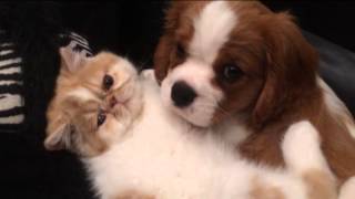 Cavalier King Charles Spaniel and Exotic Persian brotherly love [upl. by Isaiah]