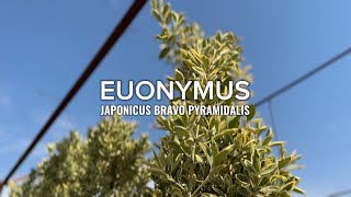 EUONYMUS JAPONICUS BRAVO PYRAMIDALIS [upl. by Lexis]