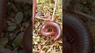 The Surprising Truth About Millipede and Snail Bait Nobody Tells You 3 [upl. by Obla]