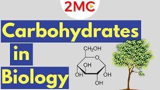 Carbohydrates  Biological Molecules Simplified 1 [upl. by Ulrike142]