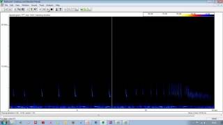 Pipistrelle bat feeding buzz [upl. by Watkin]