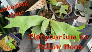 Platycerium willinckii ‘Yellow Moon’ Unboxing  Dwarf Platycerium tour  Rare Staghorn Ferns [upl. by Ax]