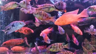 MOST POPULAR FRESHWATER FISH [upl. by Courtund970]