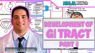 Gastrointestinal  Development amp Embryology of the GI Tract Part 2 [upl. by Florette302]