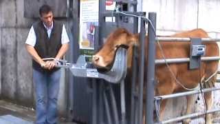 Cattle Head holder Cow Scoop part 1 [upl. by Ained95]