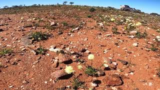 Vid Nalbarra Station Breakaways amp Wildflowers [upl. by Shelia]