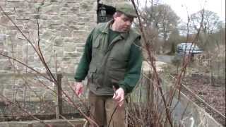 Pruning Raspberries [upl. by Erlandson]