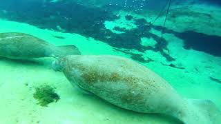 Weeki Wachee springs manatee Explore the abyss [upl. by Deeraf436]