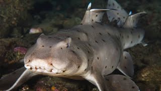 Horn Shark  Animal of the Week [upl. by Brindell205]