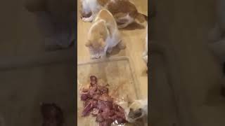 Cats eating raw fish gills Pampano   but others not a fan [upl. by Ynnot]