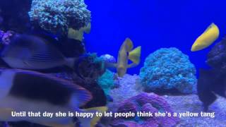 Bell the Caribbean Blue tang facts Acanthurus coerulues [upl. by Ruffin595]