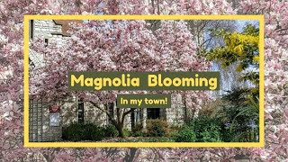 Magnolia Trees Blooming in my Town  Magnolia Soulangeana Blossom Season [upl. by Castora]