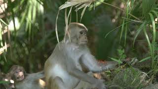 Wild Rhesus Macaques Monkeys Weaning in Silver Springs Florida [upl. by Suzann]