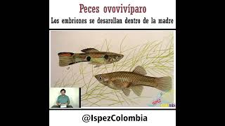 ¿Cuáles son los peces Ovovivíparos [upl. by Eitra142]