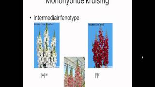 Biologie  Uitleg Monohybride kruising met intermediair fenotype [upl. by Ardie981]