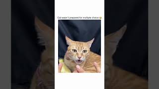 Funny Cat 😹😻270 shortsviral funnykitty babycate pets cattitude funny catto kitten [upl. by Jamison444]