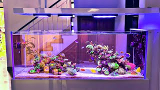 INSANE Peninsula Style Reef Tank Setup [upl. by Leamse]