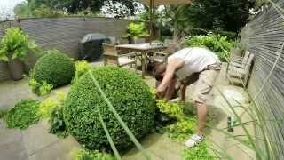 Topiary  short version annual shaping of Buxus Sempervirens box  Notting Hill [upl. by Azalea]