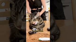 Insulin time 😻 Managing Feline Diabetes 💉🐾 felinediabetes diabetes [upl. by Odlaumor]