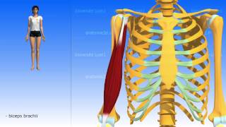 The Coracobrachialis [upl. by Akived]